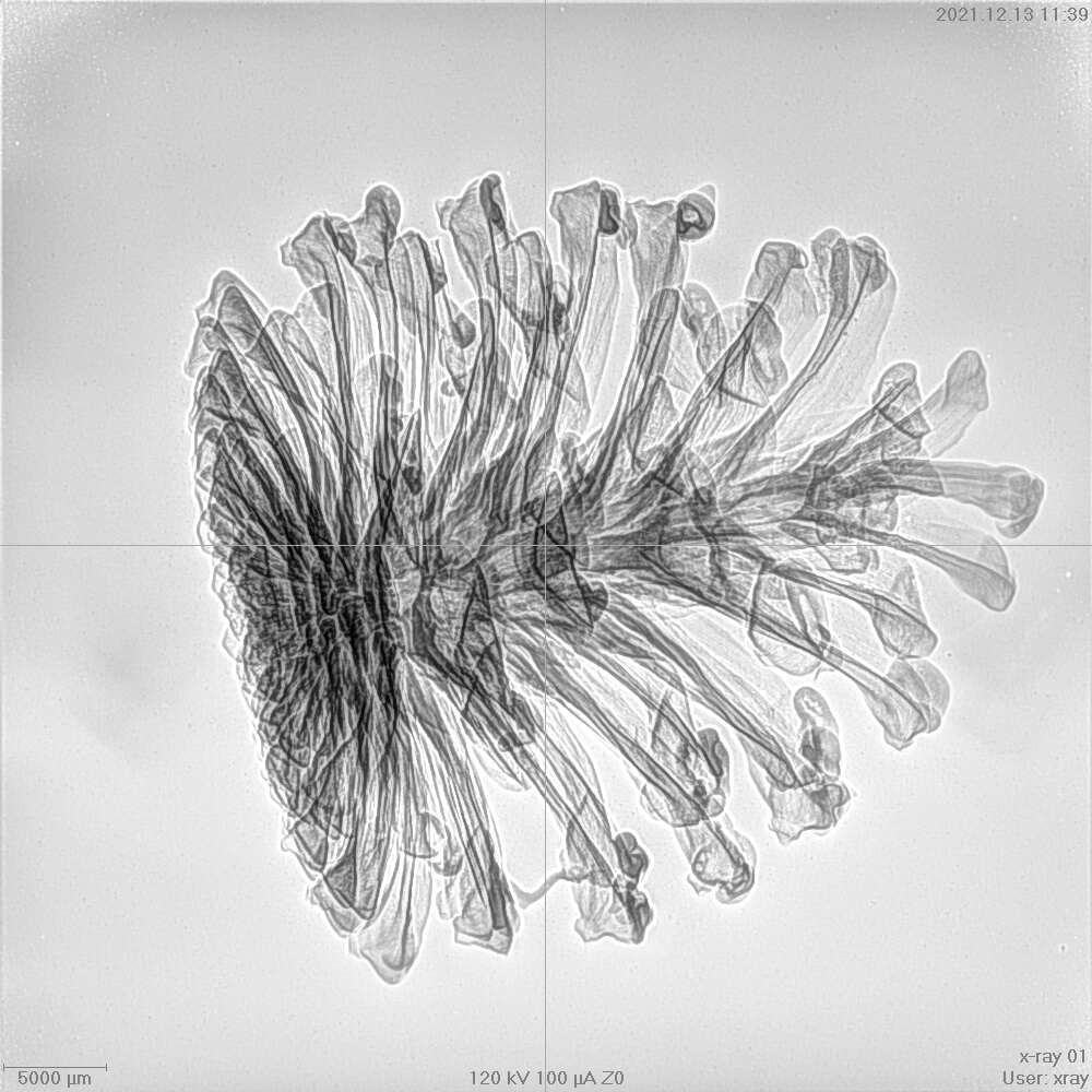 2D X-RAY