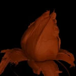 CT Rose – Computertomography in Agriculture
